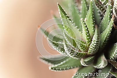 Haworthia Stock Photo