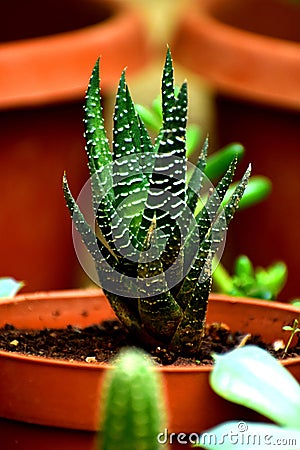 Haworthia succulent cactus Stock Photo