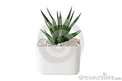 Haworthia succulent close up in white pot. Isolated on white. Stock Photo