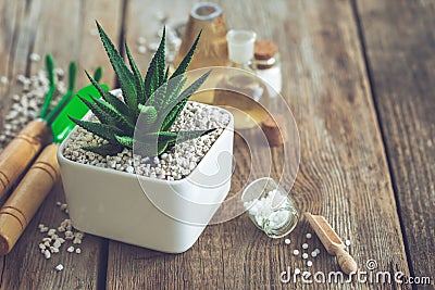 Haworthia succulent in flower pot, mini garden tools and homeopathic remedies for plant. Stock Photo