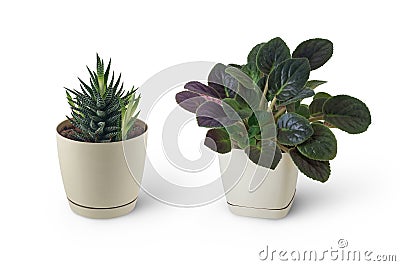 Haworthia and violet Stock Photo