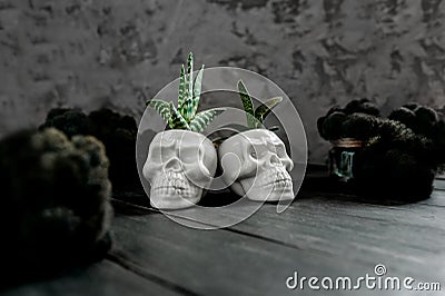 Hawortia perennial succulent in decorative porcelain pot in the shape ofskull and dark black moss. Dark Halloween plants decor Stock Photo