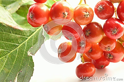 Hawthorn Stock Photo