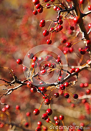 Hawthorn berries Stock Photo