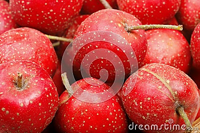 Hawthorn berry Stock Photo