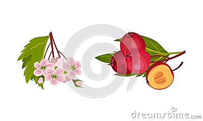 Hawthorn Berry Branch with Cluster of Red Round Small Pome Fruits and Blooming Twig Vector Set Vector Illustration
