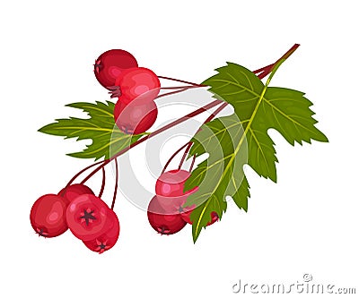 Hawthorn Berry Branch with Cluster of Red Round Small Pome Fruits Vector Illustration Vector Illustration