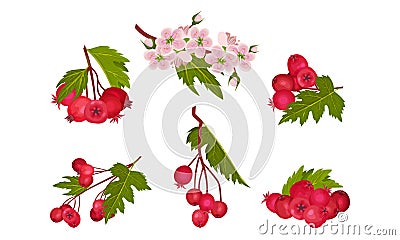 Hawthorn Berry Branches with Red Round Small Pome Fruits Vector Set Vector Illustration