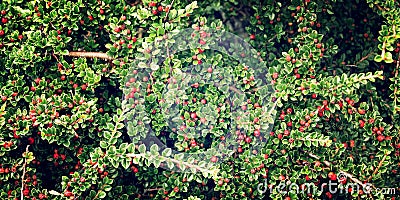 Hawthorn Berry bush in County Kerry - vintage effect. Stock Photo