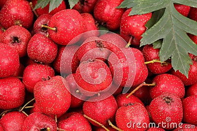 Hawthorn berry Stock Photo