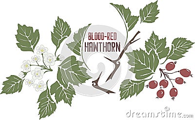 Hawthorn blood red in color drawing vector illustration Vector Illustration