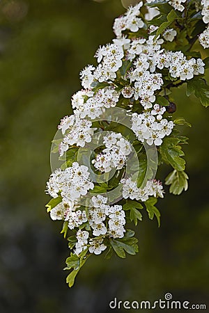 Hawthorn blossom Stock Photo