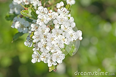 Hawthorn blossom out in spring hedgerow macro detail Stock Photo