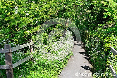 hawthorn blossom public path Stock Photo