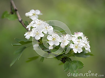 Hawthorn blossom, white flowers, against blurry, defocussed background. Aka Crataegus, quickthorn, thornapple, May-tree Stock Photo