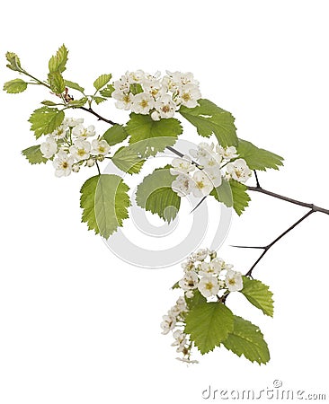 Hawthorn Stock Photo