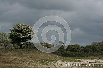 Hawthorn in Dutch dunes Stock Photo