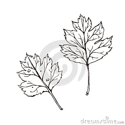 Hawthorn leaves. Vector vintage engraved illustration. Isolated on white background Vector hawthorn drawing leaf. Isolated object Cartoon Illustration