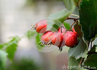 Hawthorn red berries with briht green leaves on a tree branch. Autumn season background. Stock Photo