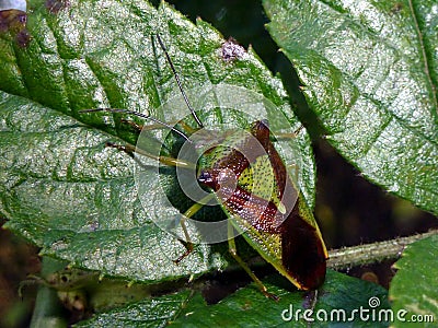 Hawthorn Shieldbug Stock Photo