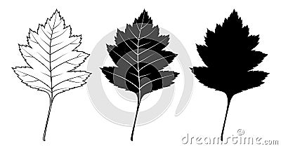 Hawthorn shrub leaf. Vector illustration. Outline, silhouette, line art drawing Vector Illustration