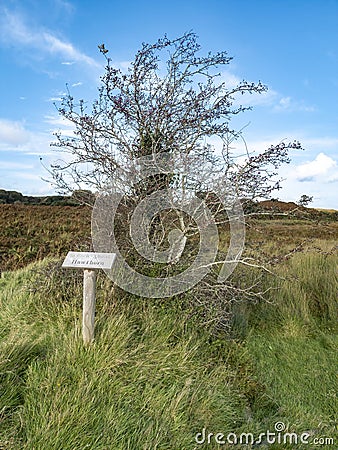 Hawthorn tree and sign explaining it irish and english including translation Stock Photo