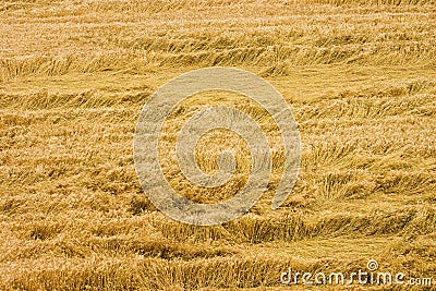 Hay Stock Photo