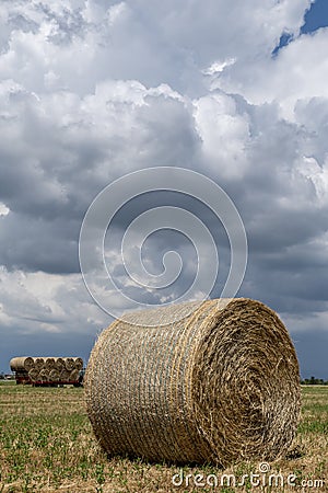 A hay bale in the foreground with a trailer full of other bales in the background under a dramatic sky, Bientina, Pisa, Italy Stock Photo