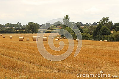 Hay bales croped and rolled Stock Photo