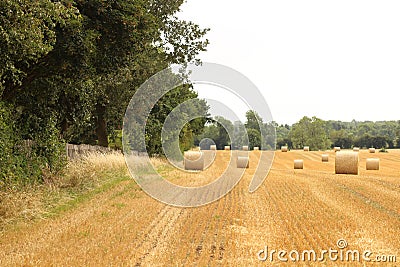 Hay bales croped and rolled Stock Photo