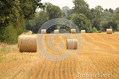 Hay bales croped and rolled Stock Photo