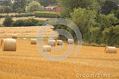 Hay bales croped and rolled Stock Photo