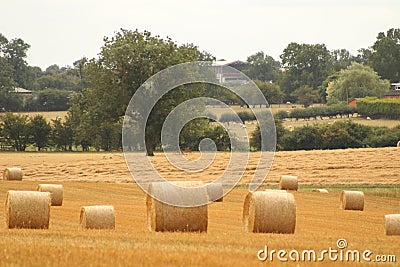 Hay bales croped and rolled Stock Photo