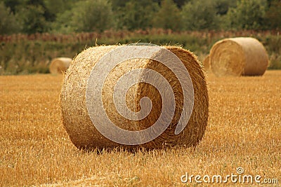 Hay bales croped and rolled Stock Photo