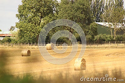 Hay bales croped and rolled Stock Photo