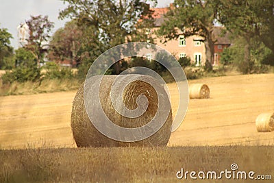 Hay bales croped and rolled Stock Photo