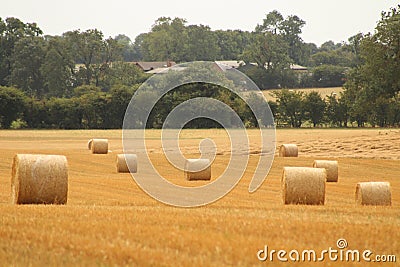 Hay bales croped and rolled Stock Photo