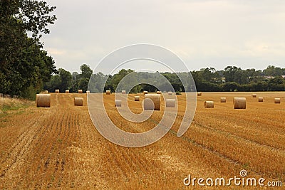 Hay bales croped and rolled Stock Photo