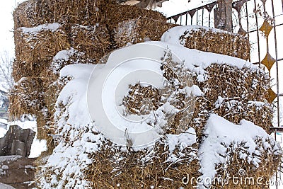 Hay bales crushed by snow. close up a Stock Photo