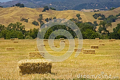 Hay bales in a field Stock Photo