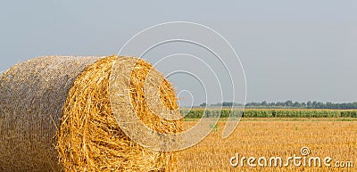 Hay bales in field Stock Photo