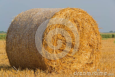 Hay bales in field Stock Photo