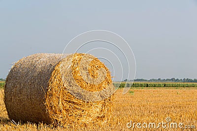 Hay bales in field Stock Photo