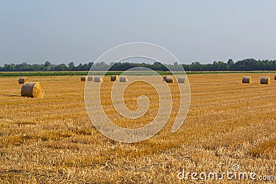 Hay bales in field Stock Photo