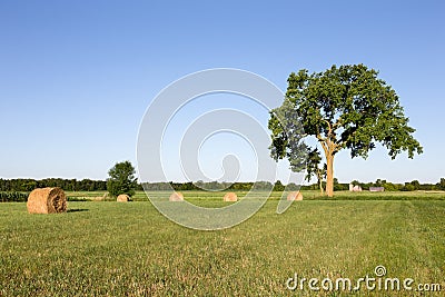 Hay Bales in Field Under a Large Tree Stock Photo