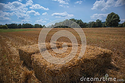 Close up Hay Bales in Freshly Cut Straw Field Stock Photo