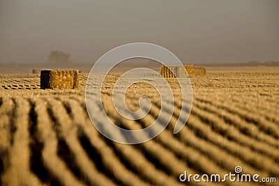 Hay Bales and rows Stock Photo