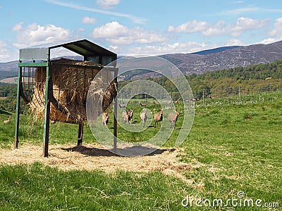 Hay Feeder on Farmland Stock Photo