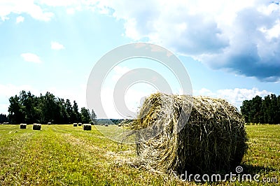 Hay field in cattle rolls. Rural nature on a farm. Straw in the meadow. Countryside natural landscape. Stock Photo