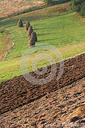 Hay and furrows on the acre Stock Photo